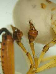Tetragnatha mandibulata