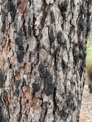 Corymbia gummifera