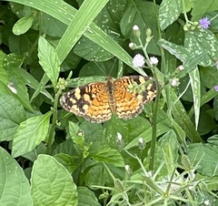Anthanassa frisia