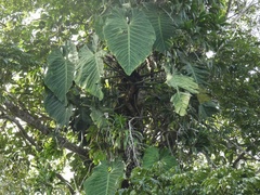 Philodendron gigas image