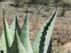Agave salmiana