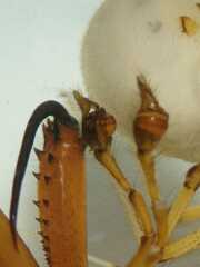 Tetragnatha mandibulata