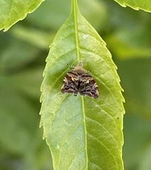 Choreutis