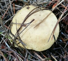 Suillus tomentosus