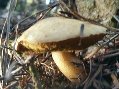 Suillus tomentosus