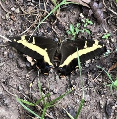 Heraclides andraemon