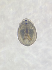 Chydorus