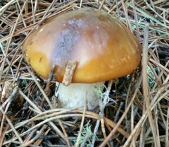 Cortinarius mucosus