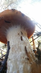 Cortinarius mucosus