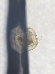 Chydorus