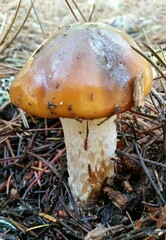 Cortinarius mucosus