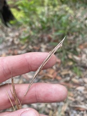 Cymbopogon refractus