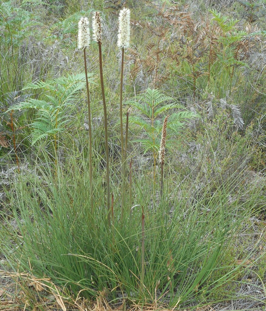 Xanthorrhoea minor R.Br. 3
