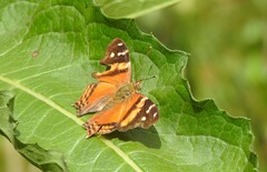Hypanartia bella