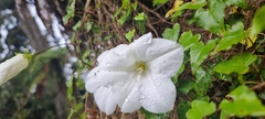 Calystegia tuguriorum