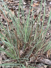 Cymbopogon refractus