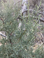 Juniperus deppeana