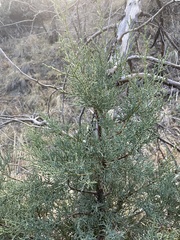 Juniperus deppeana