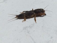 Neocurtilla hexadactyla