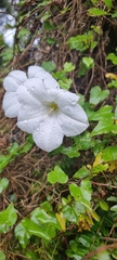 Calystegia tuguriorum