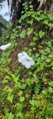 Calystegia tuguriorum