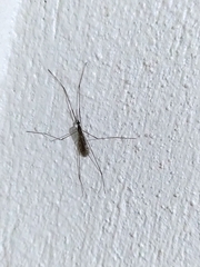 Amphineurus