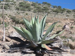 Agave salmiana