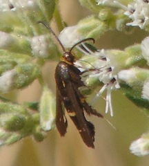 Carmenta pyralidiformis