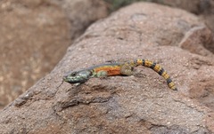 Pseudocordylus subviridis