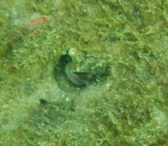 Menippe
