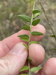 Daviesia umbellulata