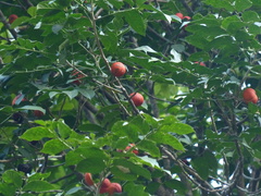 Dysoxylum gotadhora