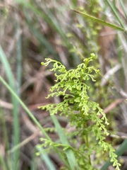 Lindsaea microphylla