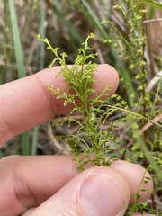 Lindsaea microphylla