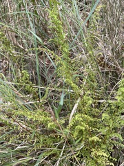 Lindsaea microphylla