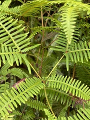 Dicranopteris linearis linearis