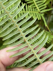 Dicranopteris linearis linearis