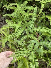 Dicranopteris linearis linearis