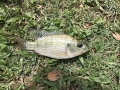 Oreochromis niloticus