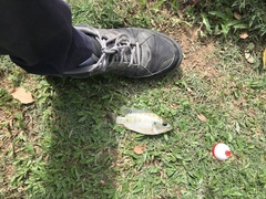 Oreochromis niloticus