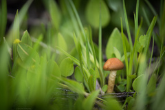 Agrocybe paludosa