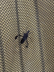 Leptoglossus concolor