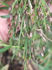 Baccharis angustifolia