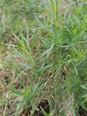 Baccharis angustifolia