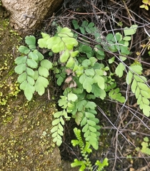 Adiantum cunninghamii