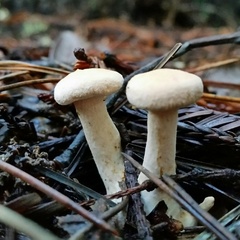 Hydnum oregonense