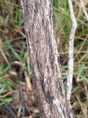 Baccharis angustifolia