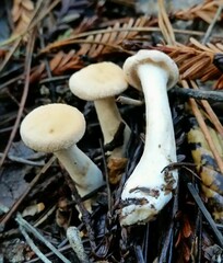 Hydnum oregonense