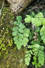 Adiantum cunninghamii