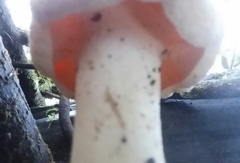 Hydnum oregonense